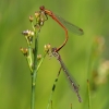 J17_4495 Xanthocnemis zealandica tandem